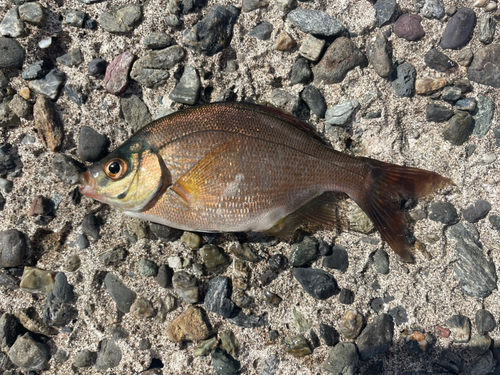 ウミタナゴの釣果