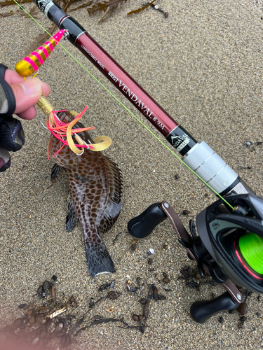 オオモンハタの釣果