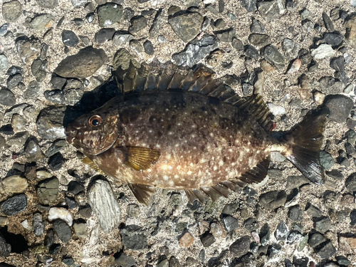 アイゴの釣果