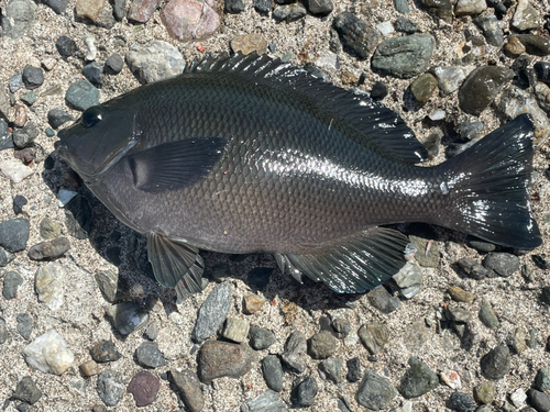 メジナの釣果