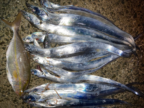 タチウオの釣果