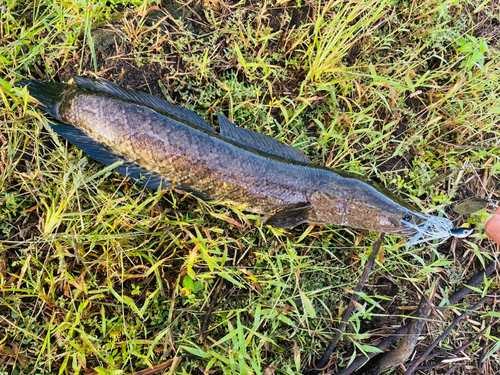 ライギョの釣果