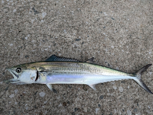 サゴシの釣果