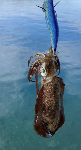 イカの釣果