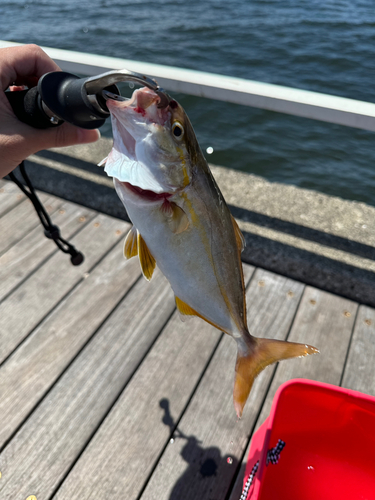 ショゴの釣果