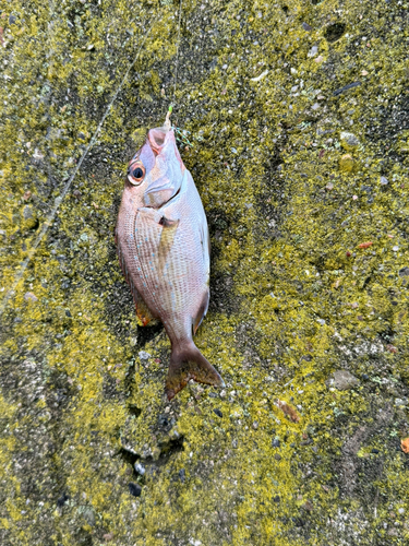 タイの釣果