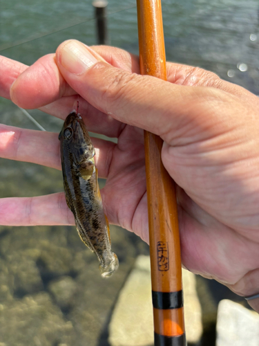 マハゼの釣果