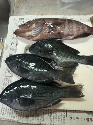 マハタの釣果