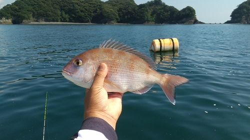 マダイの釣果