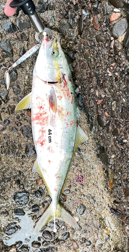 ハマチの釣果