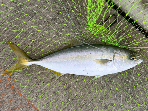 マアジの釣果