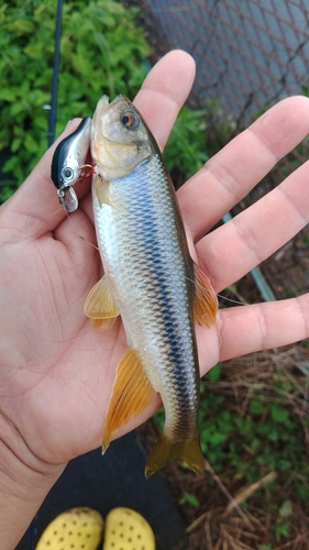 カワムツの釣果