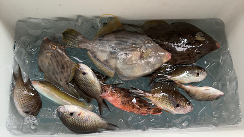 カワハギの釣果