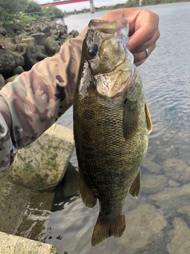 スモールマウスバスの釣果