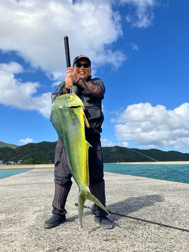 シイラの釣果