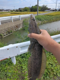 ライギョの釣果