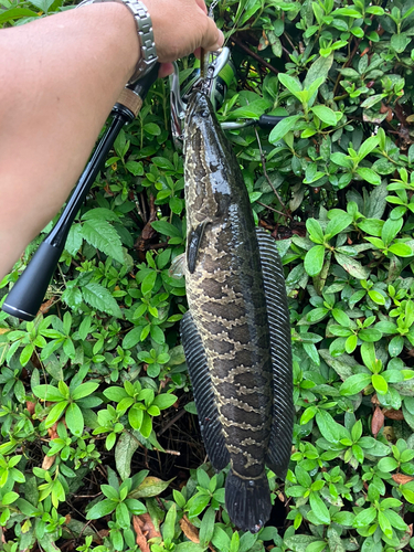 ライギョの釣果