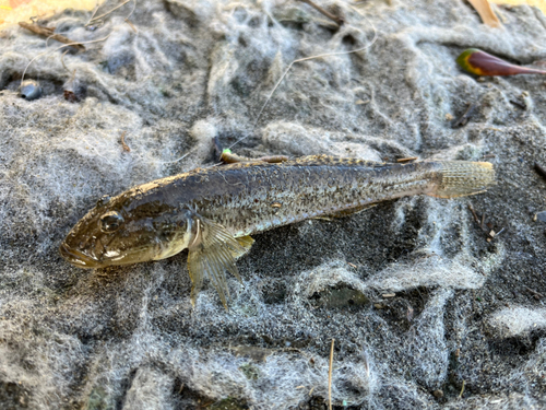 ハゼの釣果