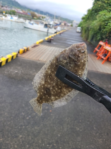 オオモンハタの釣果