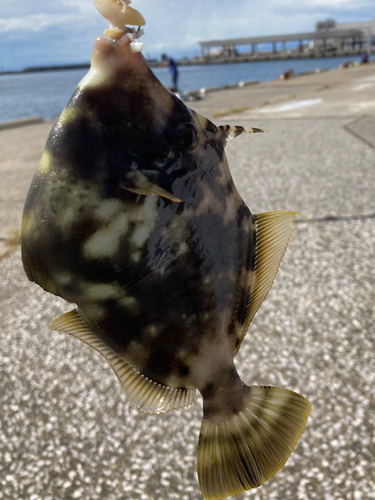 カワハギの釣果