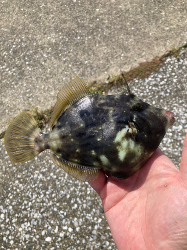 カワハギの釣果