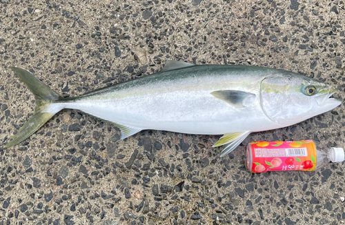 ハマチの釣果