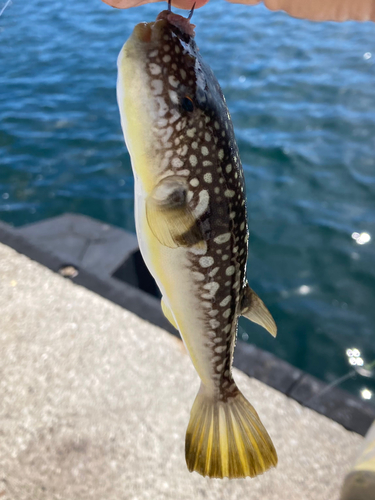 クサフグの釣果