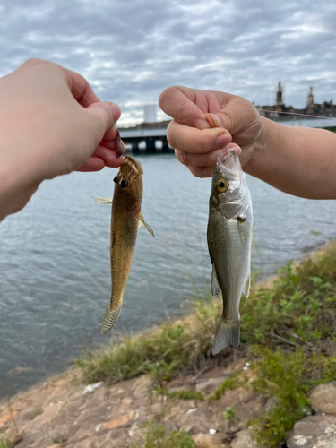 マハゼの釣果