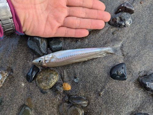 シロギスの釣果