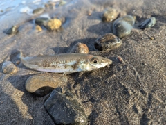 シロギスの釣果