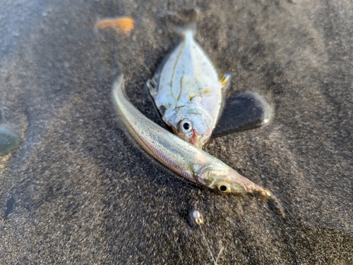 シロギスの釣果