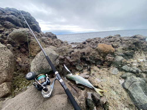 ヒラマサの釣果