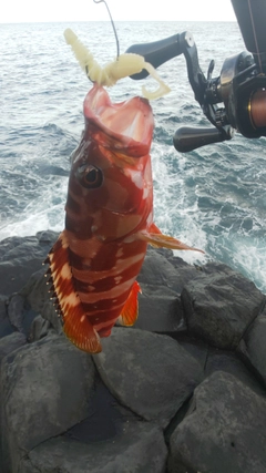 アカハタの釣果