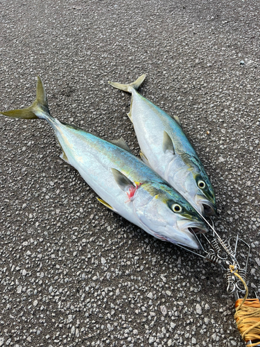 ハマチの釣果