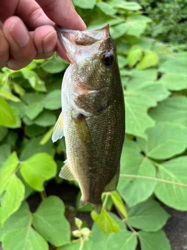 ラージマウスバスの釣果