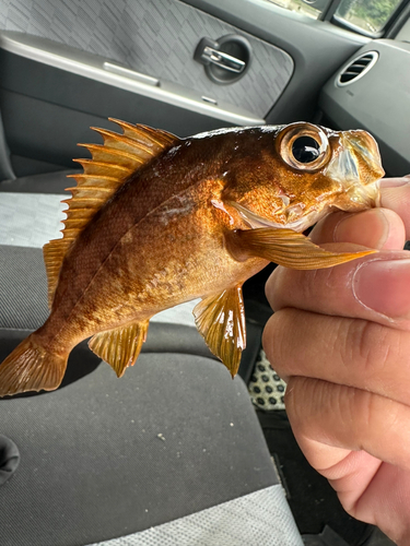 メバルの釣果