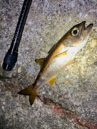 ムツの釣果