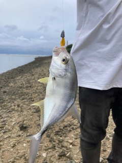 ガーラの釣果