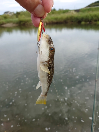 クサフグの釣果