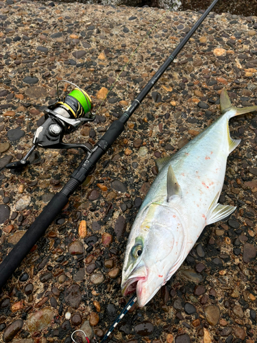 イナダの釣果