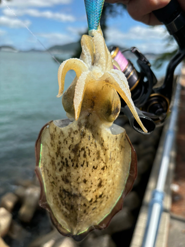 コウイカの釣果