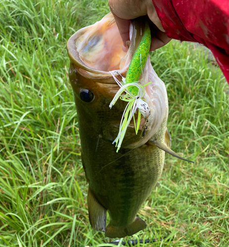 ブラックバスの釣果