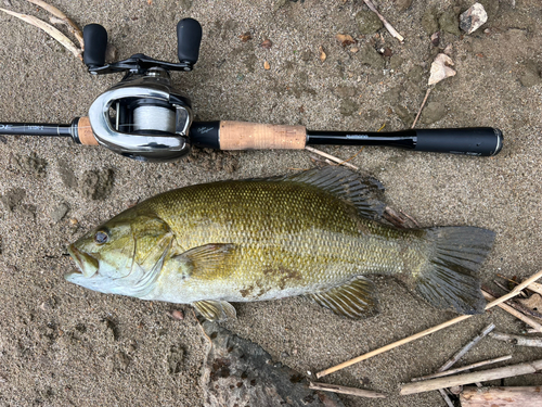 スモールマウスバスの釣果