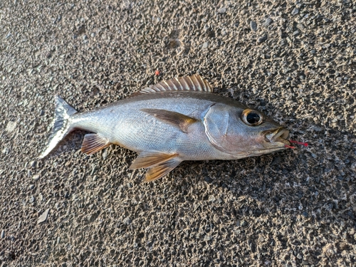 イサキの釣果