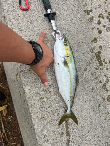 ハマチの釣果