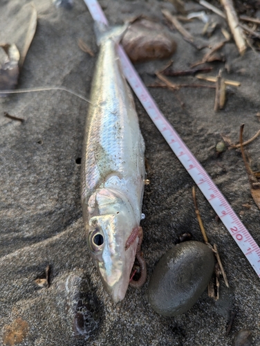 シロギスの釣果