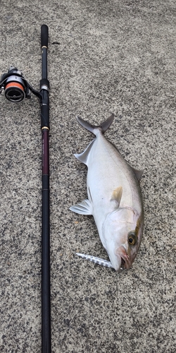 ネリゴの釣果