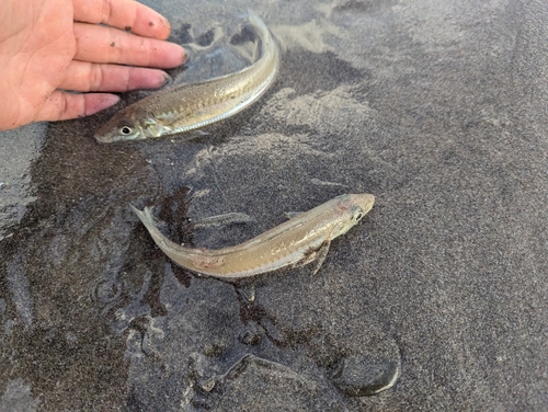 シロギスの釣果