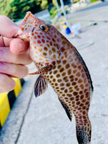 オオモンハタの釣果