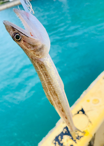 オキエソの釣果